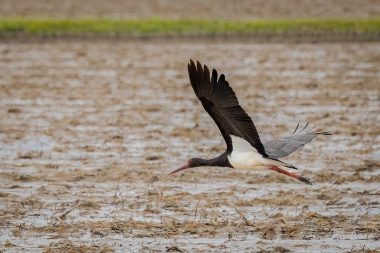 Black Stork