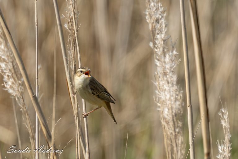 Sedge Warbler