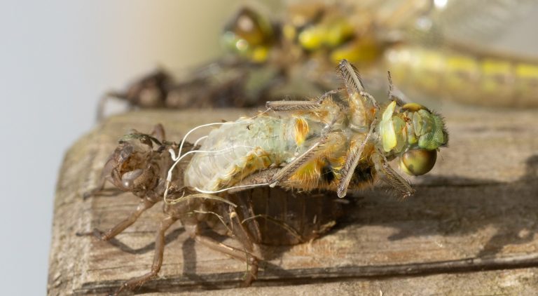Emerging Four Spotted Chaser