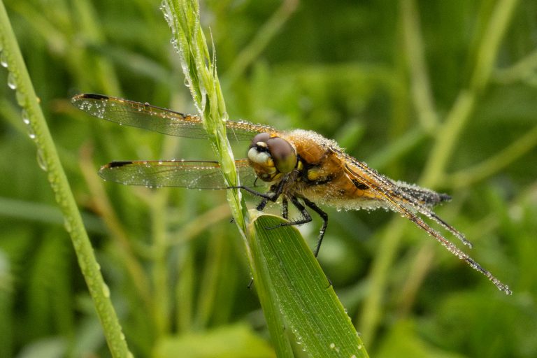 Dragonfly – early morning dew