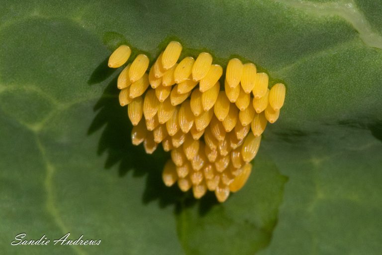 Large White Butterfly eggs and caterpillars