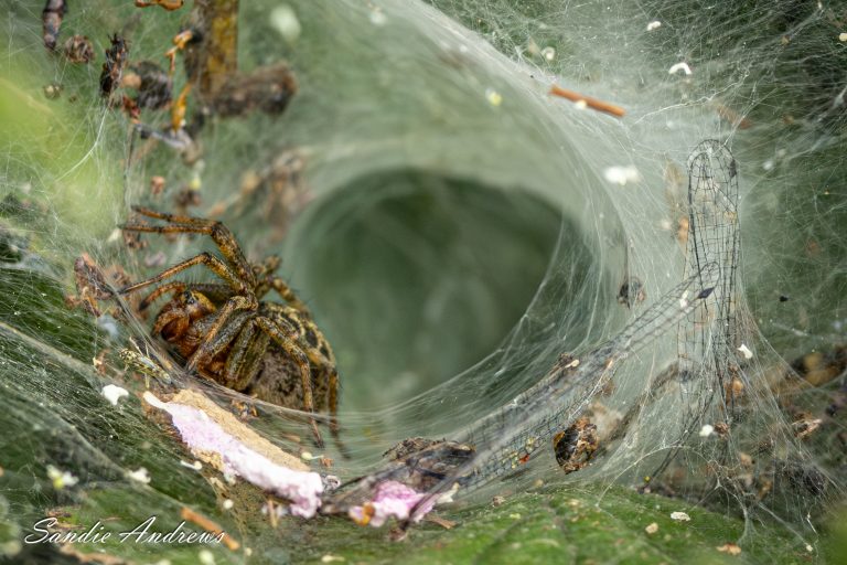 Labyrinth spider