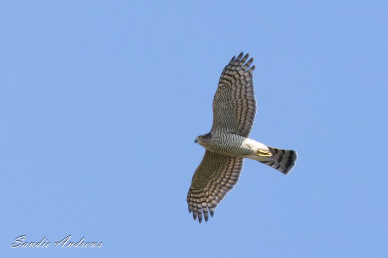 Sparrowhawk