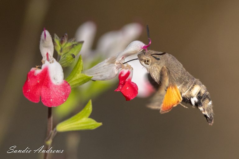 Hummingbird Hawk Moth