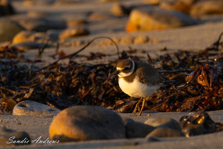 Ringed Plover
