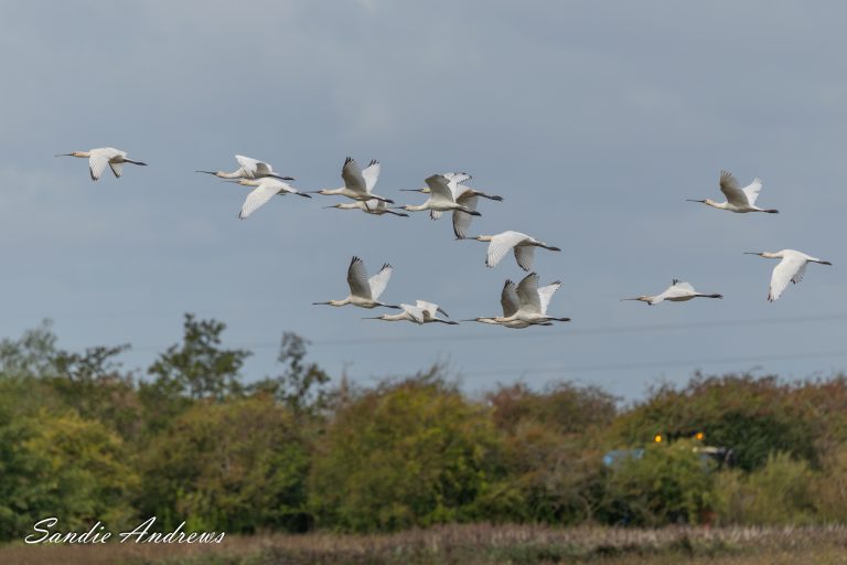 Frampton Marsh